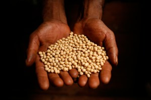 RAISING_RESISTANCE_soy_seeds